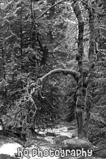 Creek Running Through Moss on Trees black and white picture