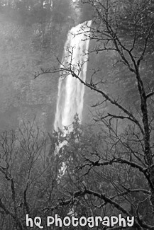 Multnomah Falls Behind Mossy Tree black and white picture