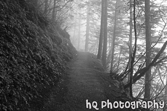 Foggy Trail and Trees black and white picture