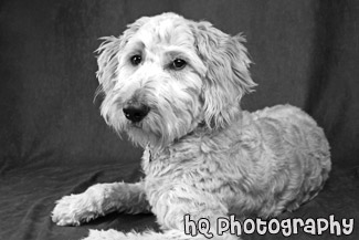 Goldendoodle Dog Posing After a Haircut black and white picture