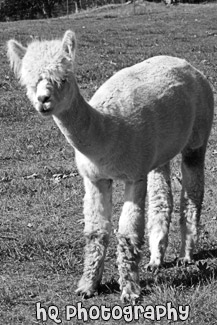 White Alpaca black and white picture