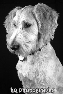 Portrait of Puppy Dog black and white picture