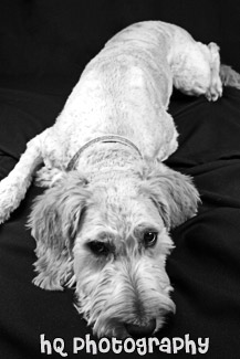 Shaved Goldendoodle black and white picture