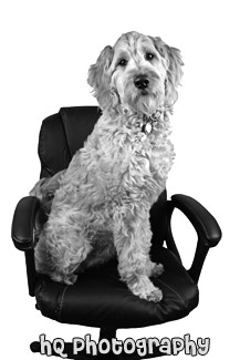 Dog Sitting in Office Chair black and white picture