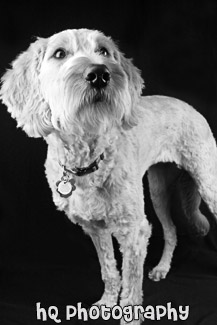 Dog Standing & Looking Up black and white picture