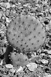 Baby Prickly Pear Cactus black and white picture