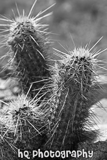 Cacti on San Tan Mountain Regional Park in Arizona black and white picture