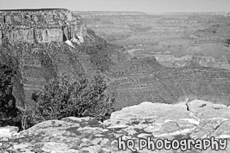 South Rim Grand Canyon View black and white picture