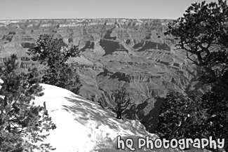 Snow, Trees, & Grand Canyon View black and white picture