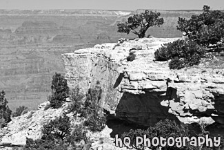 Cliff, Tree & Grand Canyon black and white picture