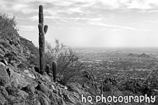 Cactus & Camelback Mountain View black and white picture