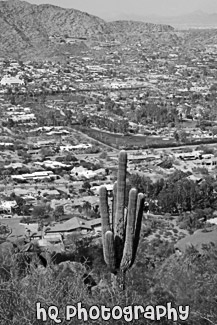 Camelback Mountain, Cactus, & Scottsdale black and white picture