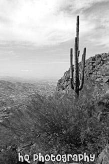 Camelback Mountain & Cactus black and white picture