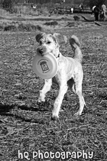 Dog Carrying Frisbee black and white picture