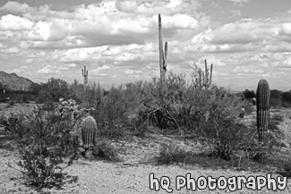 Arizona Cacti & Clouds black and white picture