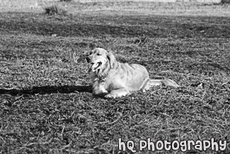 Golden Retriever Panting on Ground black and white picture