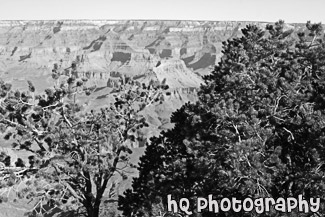 Trees in Foreground of Grand Canyon