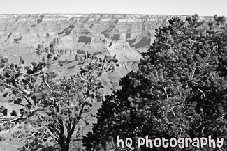 Trees in Foreground of Grand Canyon black and white picture