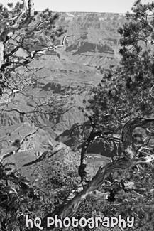 Grand Canyon Through Trees black and white picture