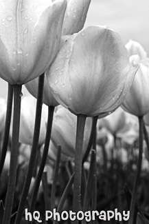 Light Pink Tulips black and white picture