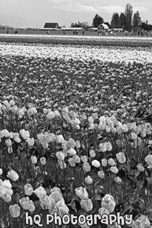 Tulip Field in Skagit Valley black and white picture