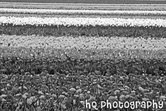 Colorful Tulip Field black and white picture