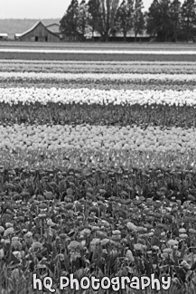 Tulip Field & Barn black and white picture