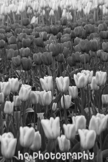Tulips in Field Close Up black and white picture