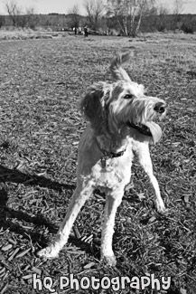 Dog Panting black and white picture