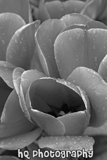 Red Tulips Close Up black and white picture