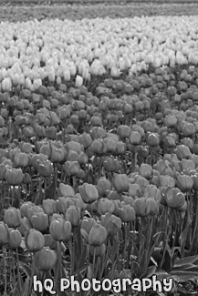 Tulip Rows of Yellow & Red black and white picture