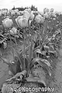 Rows of Pink Tulips black and white picture