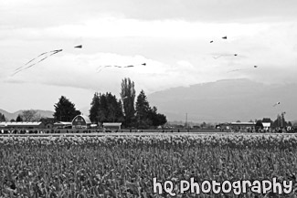 Skagit Valley Tulip Festival black and white picture