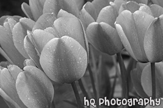 Red & Yellow Tulips Up Close black and white picture