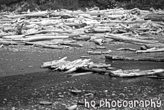 Driftwood on Ruby Beach black and white picture