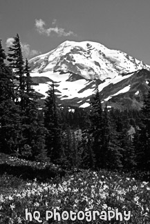 Mt. Rainier at Spray Park black and white picture