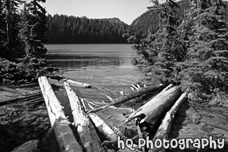 Mowich Lake & Logs black and white picture