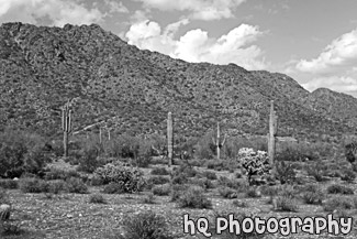 Arizona Landscape black and white picture