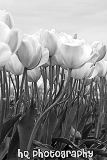 Pink Tulips, April 2010 black and white picture