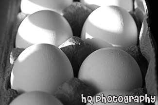 Eggs black and white picture