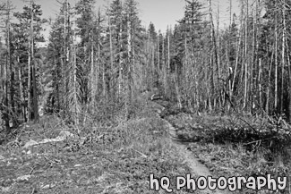 Hiking Trail Near Chelan black and white picture