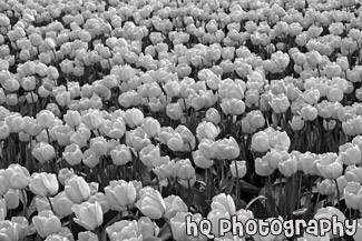 Yellow Tulips black and white picture
