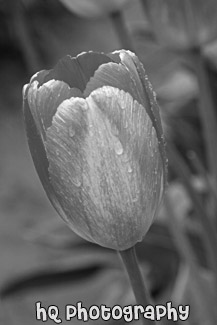 Single Red Tulip black and white picture