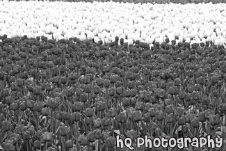 Field of Red and White Tulips black and white picture