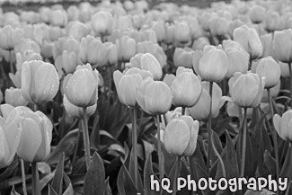 Yellow Tulip Field Up Close black and white picture
