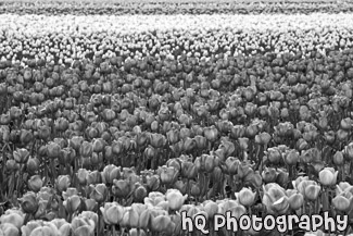 Field of Pink and Purple Tulips black and white picture