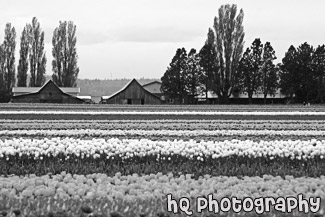 Skagit Valley Tulip Fields black and white picture