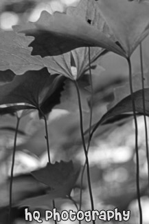 Looking Up at Big Leaves black and white picture