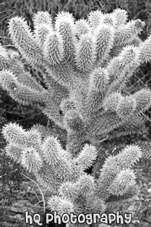 Small Cactus Tree black and white picture