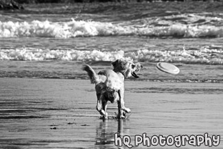 Dog Catching Frisbee black and white picture